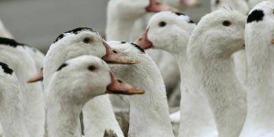 Après la Corse, un deuxième foyer de grippe aviaire détecté dans les Yvelines