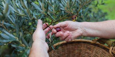 Puis-je faire ma récolte d'olives même si je suis un particulier?