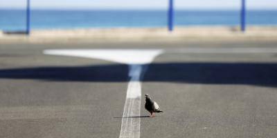 Les pigeons sont-ils porteurs du virus de la Covid-19?