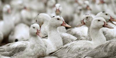 Un deuxième élevage de canards contaminé par la grippe aviaire dans les Landes