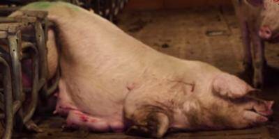 Herta suspend son approvisionnement dans un élevage mis en cause par L214