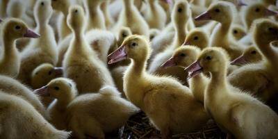 Grippe aviaire: une première contamination de canards d'élevage dans les Landes