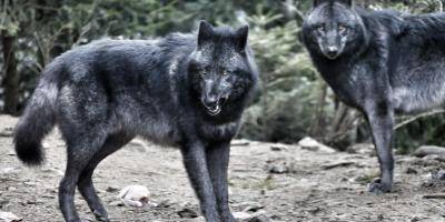 Un loup échappé du parc Alpha abattu dans la Vésubie, les services de l'Etat toujours sur les traces des autres
