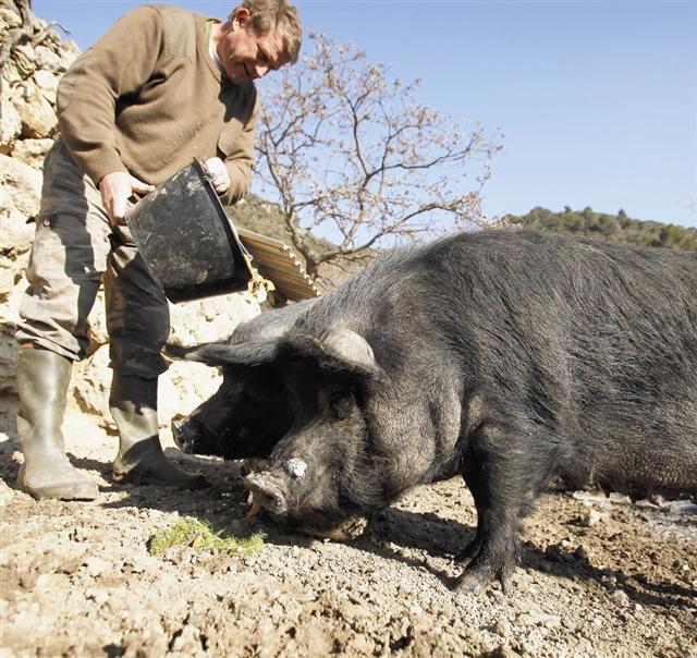 Le cochon gascon fait aussi du gras dans le Var NiceMatin