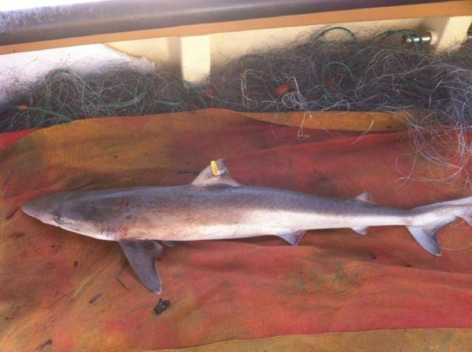 Ce requin de 14 kg a été pris dans les filets des pêcheurs bastiais Jean et Jacky Toma.