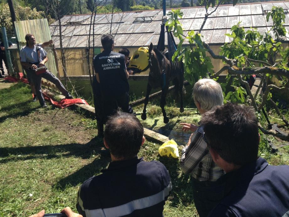 Le sauvetage de Sultane a mobilisé une vingtaine de sapeurs-pompiers ainsi qu’un équipage de la police municipale.