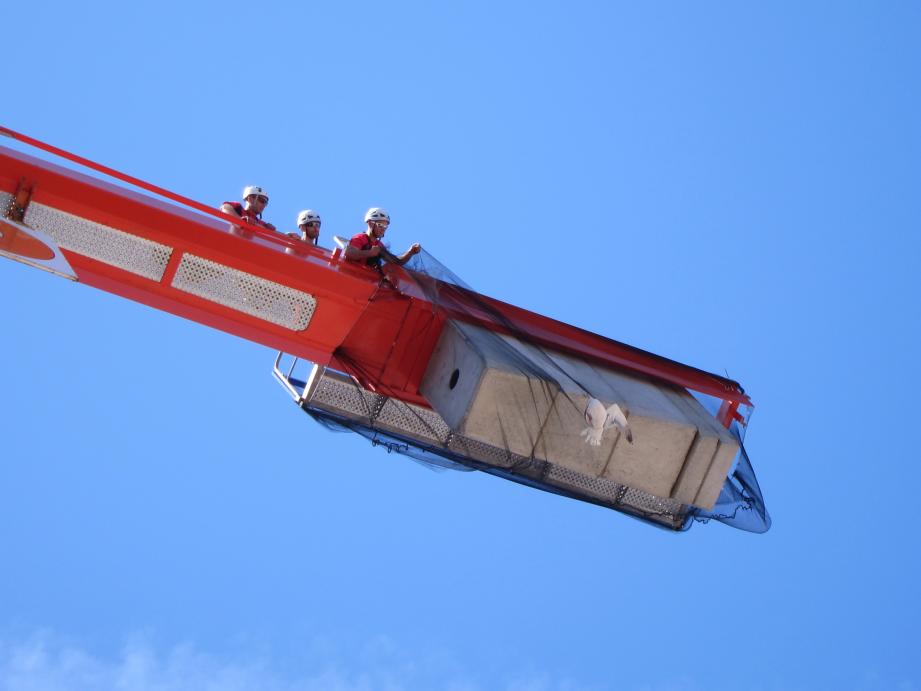 Les pompiers mentonnais ont dû intervenir pour sauver un goéland à Roquebrune