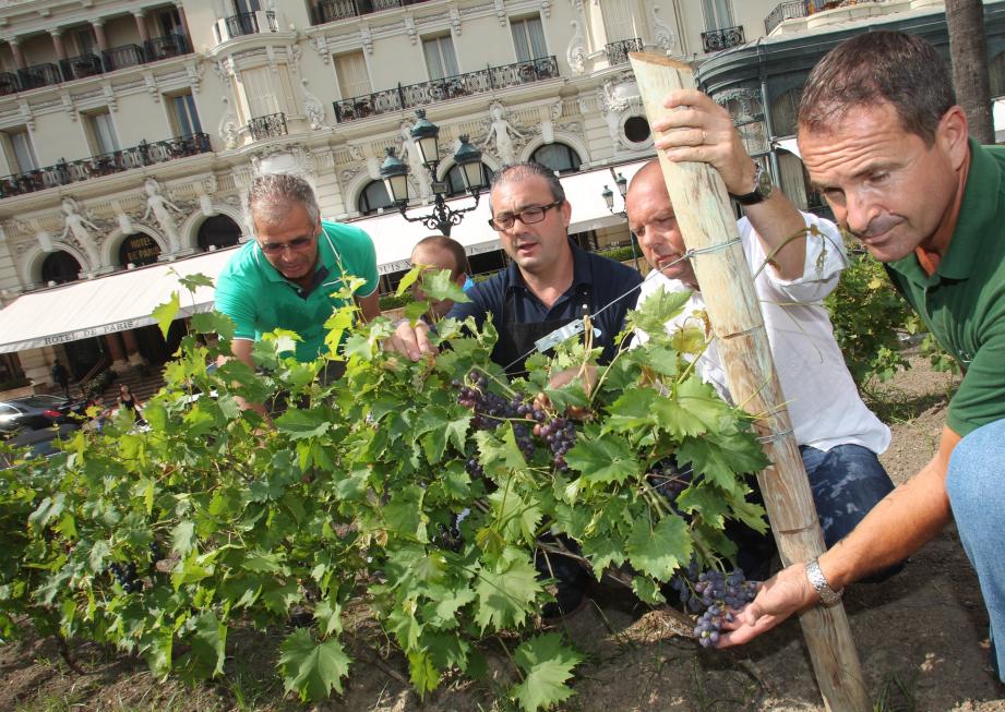 vignes monaco 