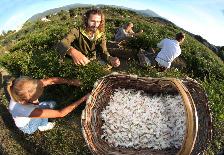 Jasmin domaine de Manon