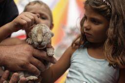 Les bébés tigres peuvent encore être pris dans les bras par les enfants. Dans quelques mois ce sera plus délicat...