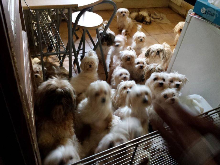 Les chiots étaient entassés dans la cuisine d'une maison de Flassans.