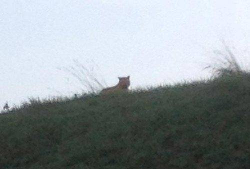 Photo prise par une passante à Montévrain, près de Paris, sur laquelle on distingue un tigre en liberté, le 13 novembre 2014