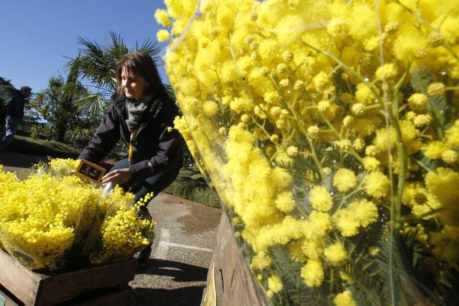 Le royaume du mimosa. 