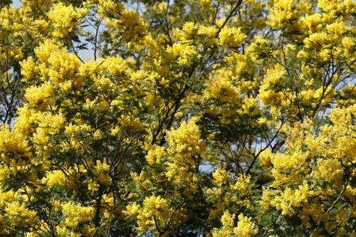 Le Mimosa sera finalement célébré le 22 février à Biot.