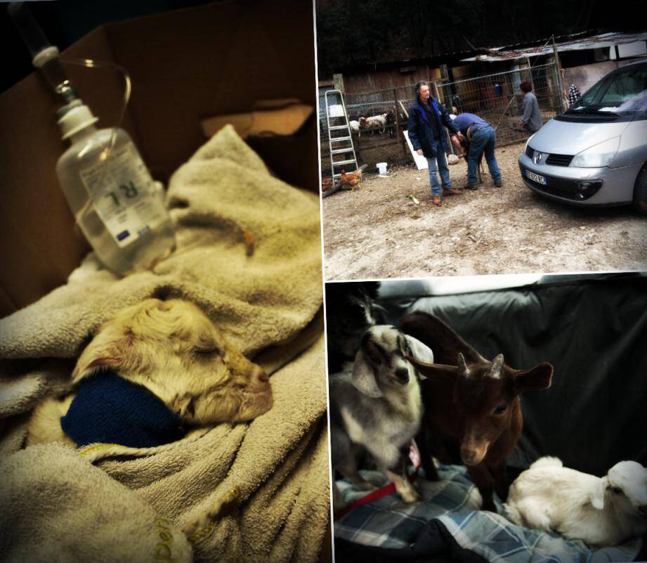 En haut, Patrick Samuel (de face) embarque un des animaux maltraités, chemin du Malvan, pendant que le propriétaire lui retire son collier. Transportés en voiture jusqu’à la clinique ils sont tous, très mal en point.