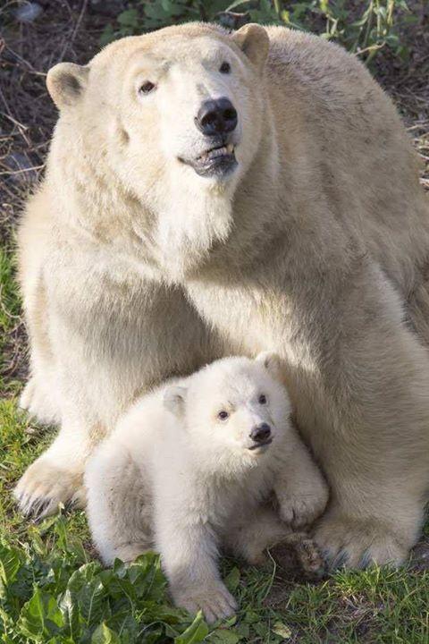 Le bébé ours polaire et sa maman