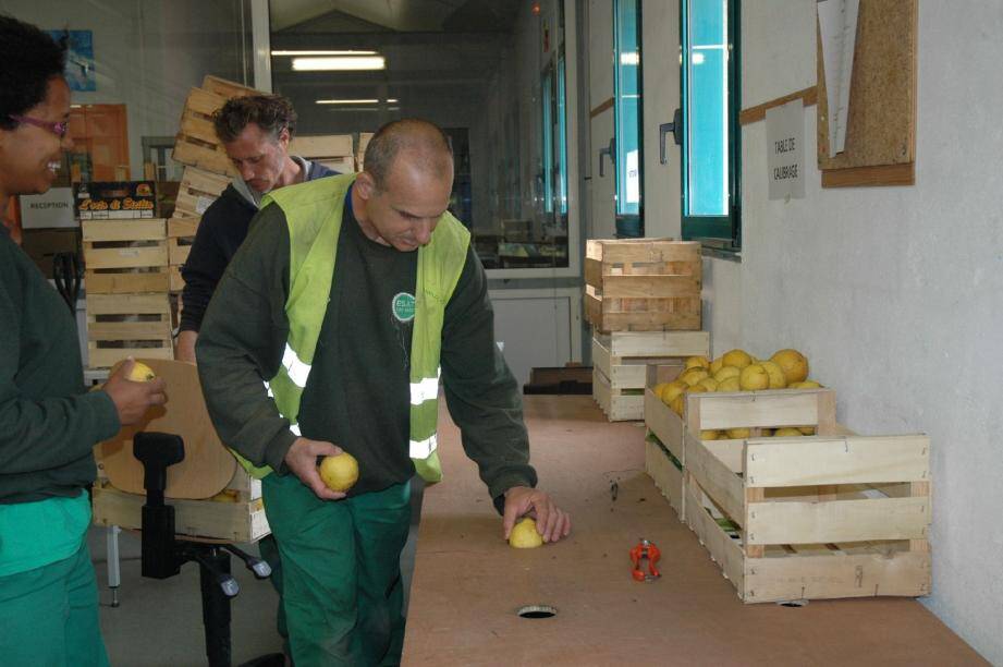 L'ESAT possède une structure logistique capable de recevoir les 150 tonnes de production annuelle de citrons de Menton.