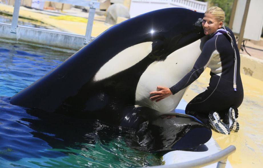 Valentin, l'un des orques né en captivité à Marineland en 1996, n'est pas le dernier à réclamer son câlin.