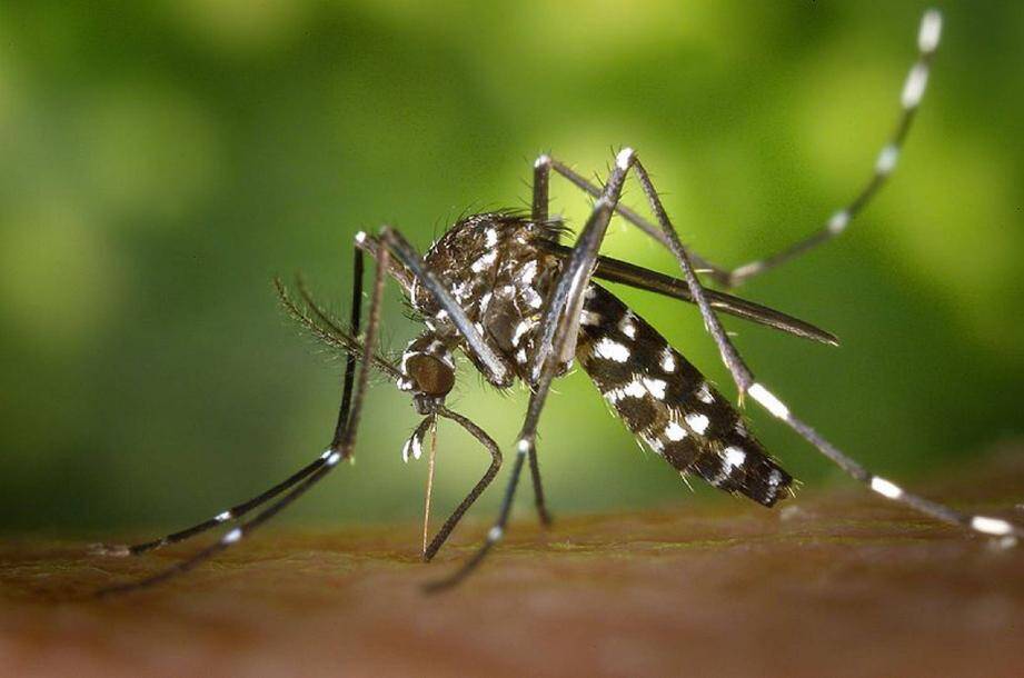 Le moustique tigre est connu comme un insecte porteur de dengue qu'il peut transmettre à l'homme.