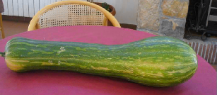 Une courgette géante de 7,2 kg a poussé à la Colette.