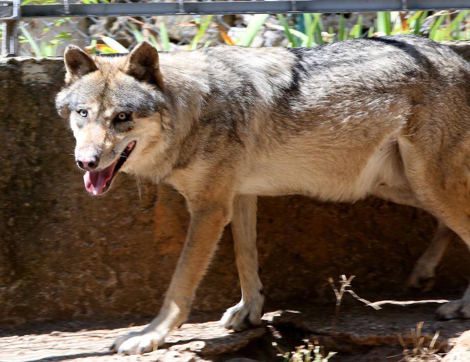 Un loup au zoo du Faron à Toulon