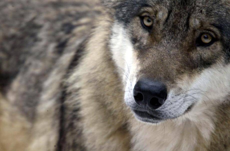 Trente-six loups pourront être tués en France d'ici juin 2016.