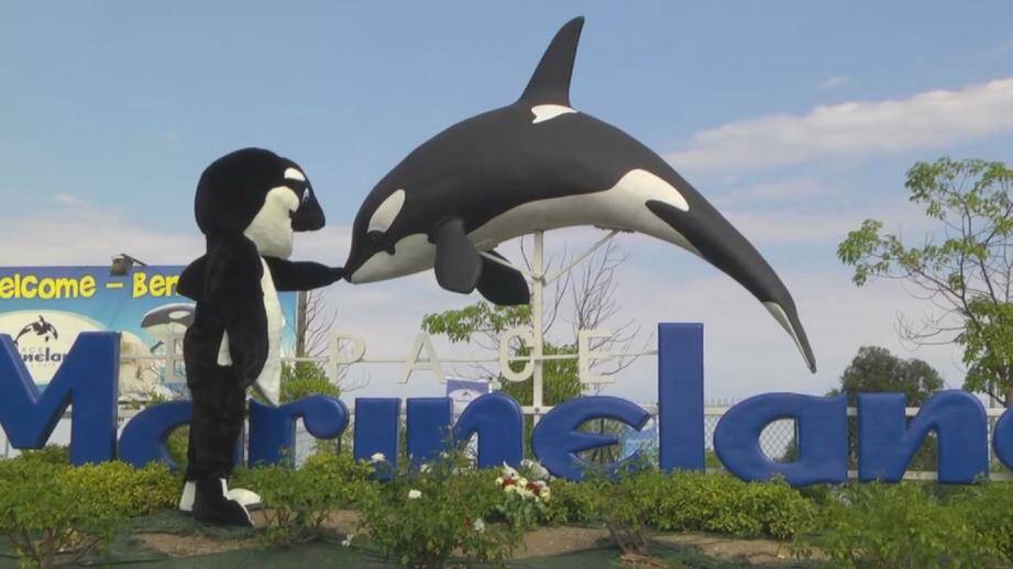 Déguisé en orque, Rémi Gaillard a tourné une vidéo devant Marineland à Antibes.