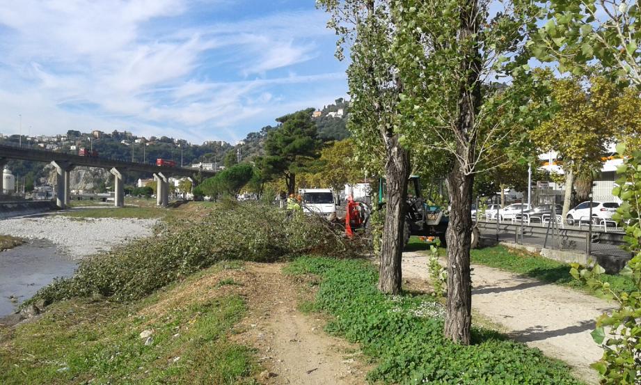 Aucune pitié ! Même les gros feuillus sont remontés du lit du cours d'eau, avant d'être tronçonnés.