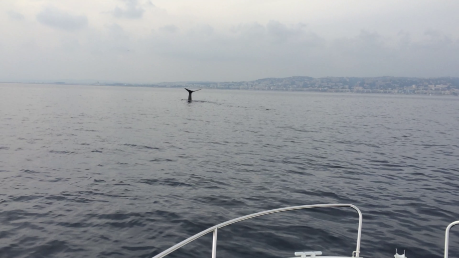 Une baleine au large de Nice ce dimanche 25 octobre.