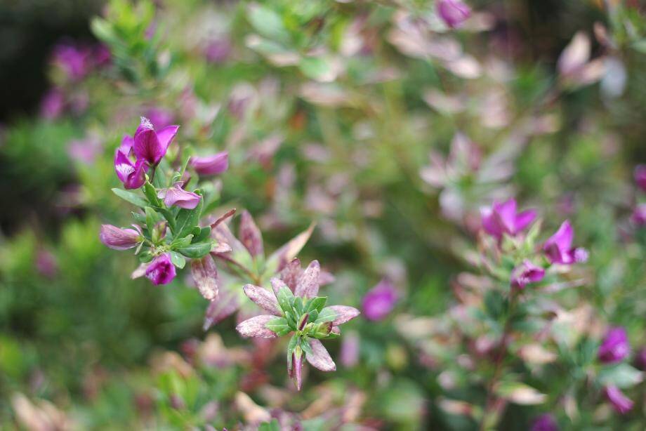 Polygala Myrtifolia