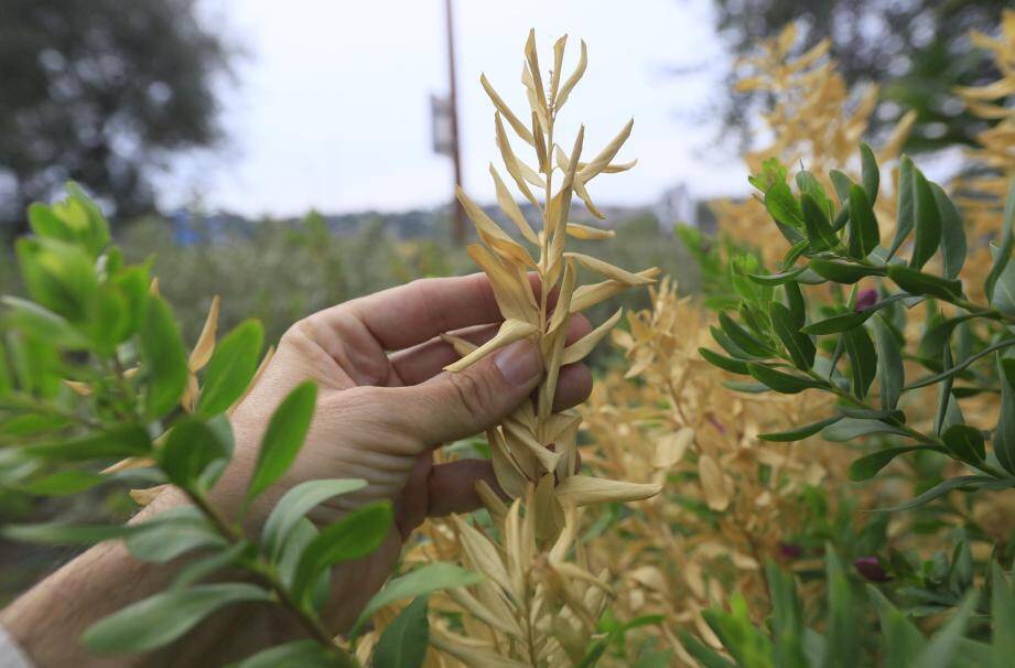 Bactérie tueuse Xylella fastidiosa