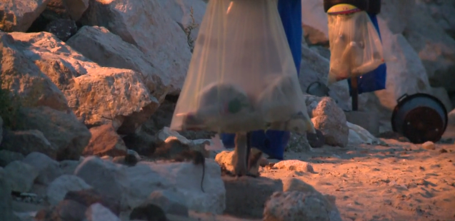 Des dizaines de rats ont envahi la plage de Cannes.