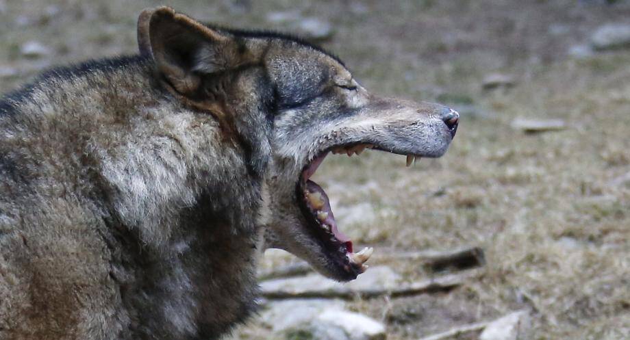 Sera-t-il encore possible de sortir dans Saint-Étienne-de-Tinée à la tombée de la nuit ou à l’aube? Les Stéphanois commencent à en douter... 