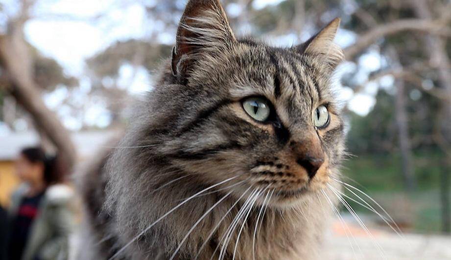 Elle Retrouve De La Mort Aux Rats Au Bord De Sa Fenetre Var Matin