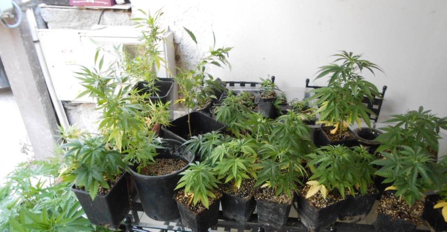 Des plants de cannabis (image d'illustration)