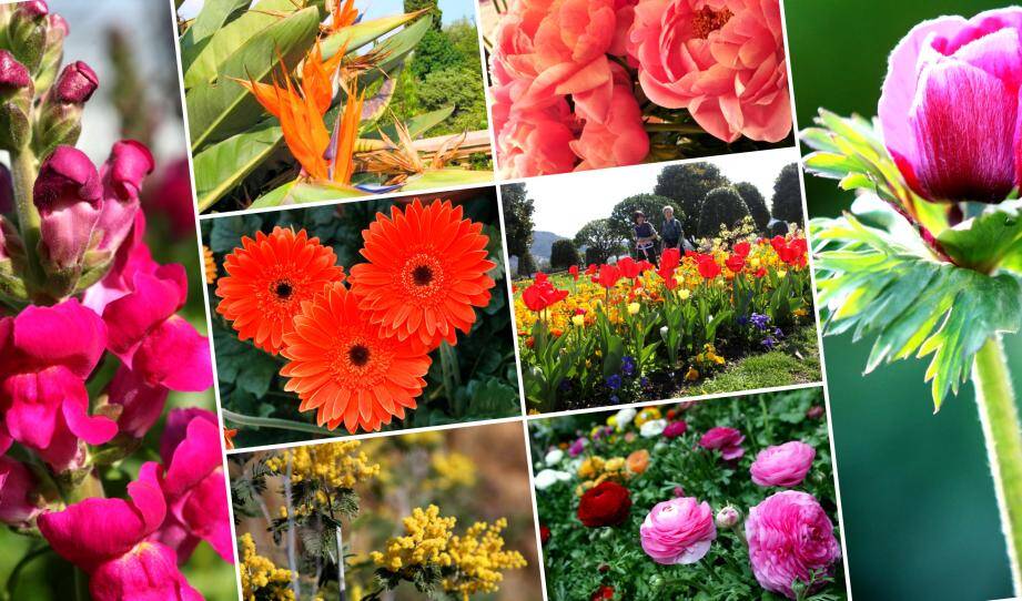 Sept variétés de fleurs pourraient recevoir le label IGP