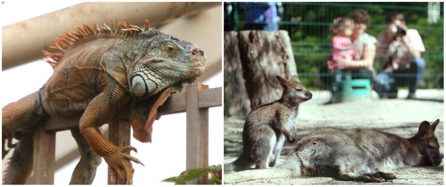 Les iguanes sont « marron », preuve d'un mal-être, et les wallabys ne peuvent pas s'abriter en cas de mauvais temps, dénonce le collectif. 	