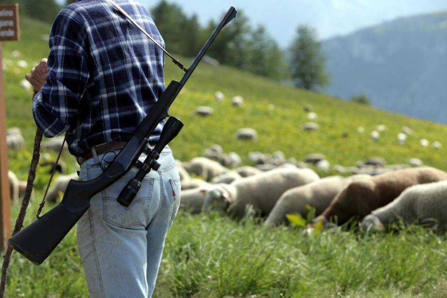 Sur les hauteurs de Casterino, au col  d'Agnelino, certains bergers afin de protéger leurs troupeaux des attaques de loups sont armés.