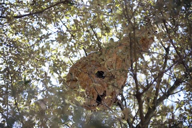 ’impressionnant nid de frelons a été vidé de ses milliers d’habitants.	