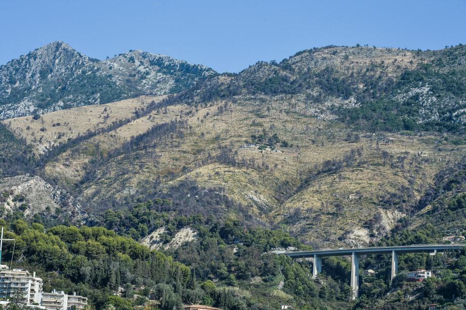 En un an, les collines impactées ont déjà reverdi. Mais il faudra du temps avant que le paysage ne redevienne similaire à l'avant incendies.	