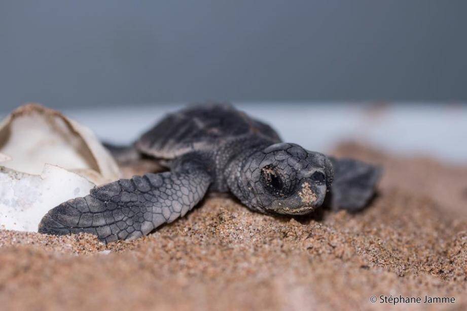 Quatre petites tortues rejoignent la mer ce lundi soir