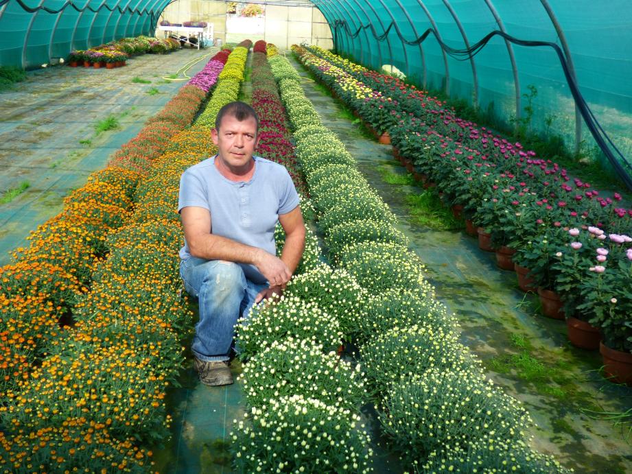  Jean-Marc Peyre a relancé sa production de chrysanthèmes