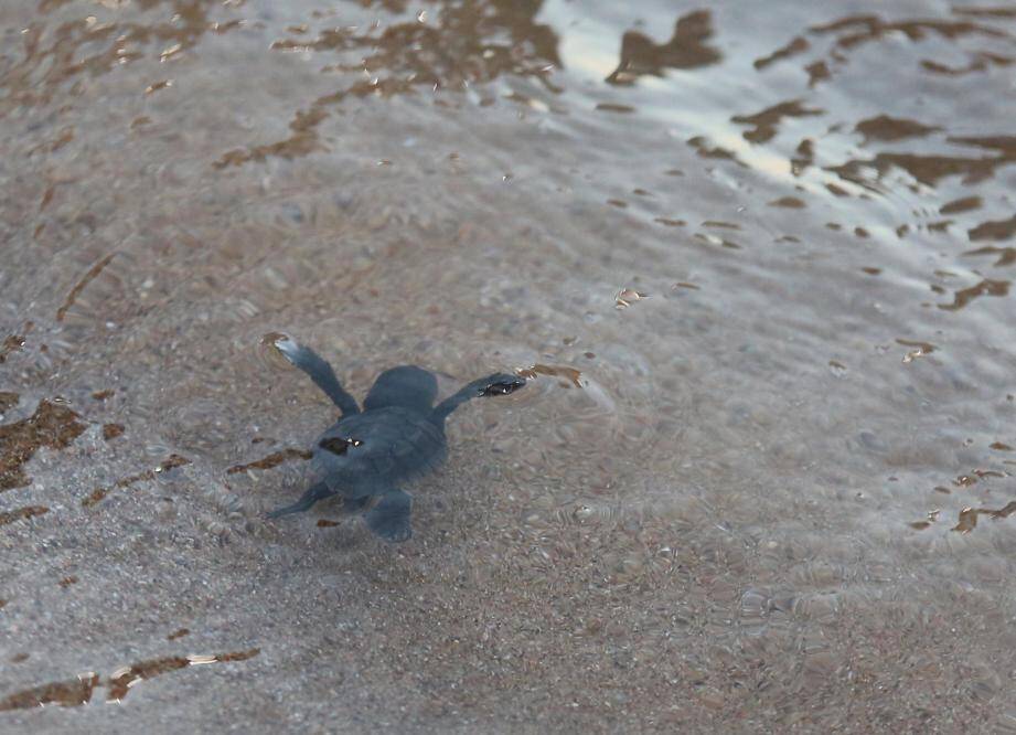 Une vaillante tortue a réussi à rejoindre rapidement la mer, lundi soir, avant d'être rejointe par une deuxième