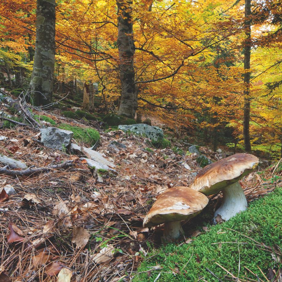 Climat un champignon doué pour lutter contre la sécheresse VarMatin