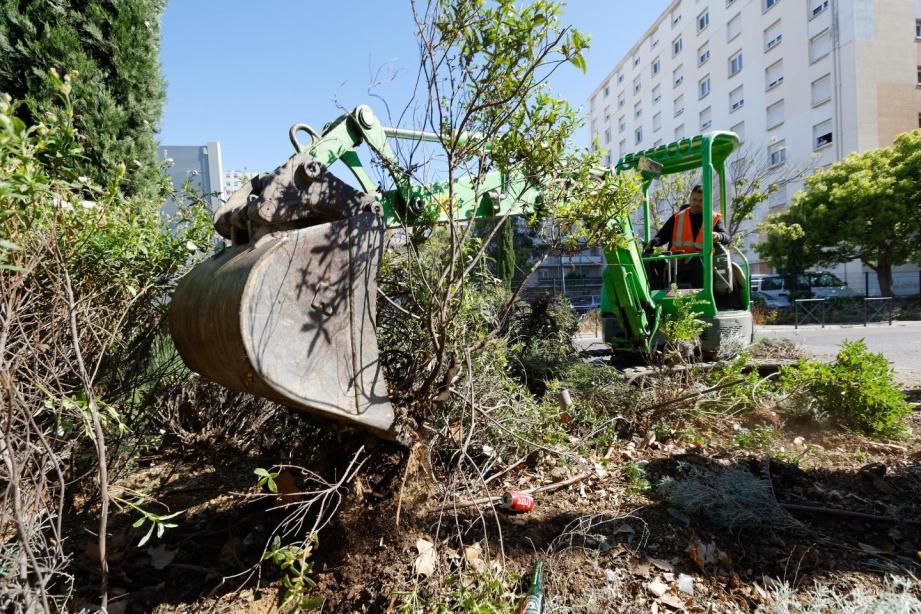 En mai déjà, la Ville avait fait procéder à l'arrachage de plantes