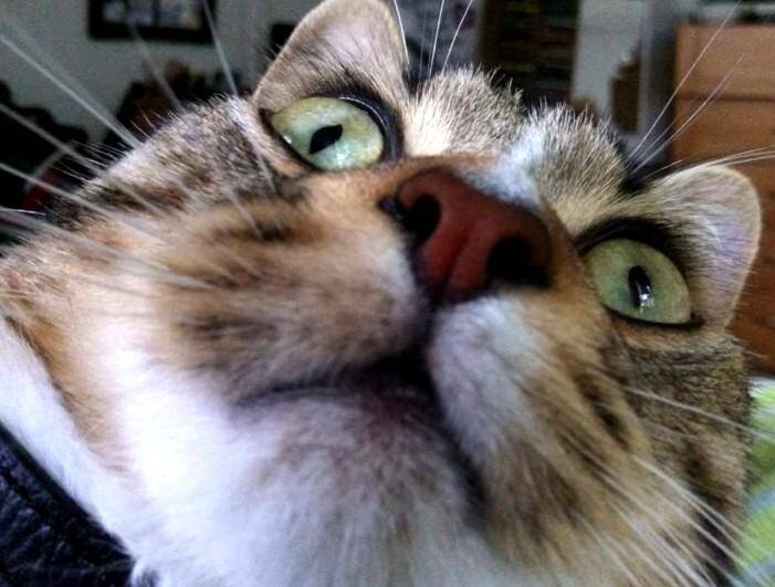 Cette Application Piege Votre Chat Pour Le Prendre En Selfie Nice Matin