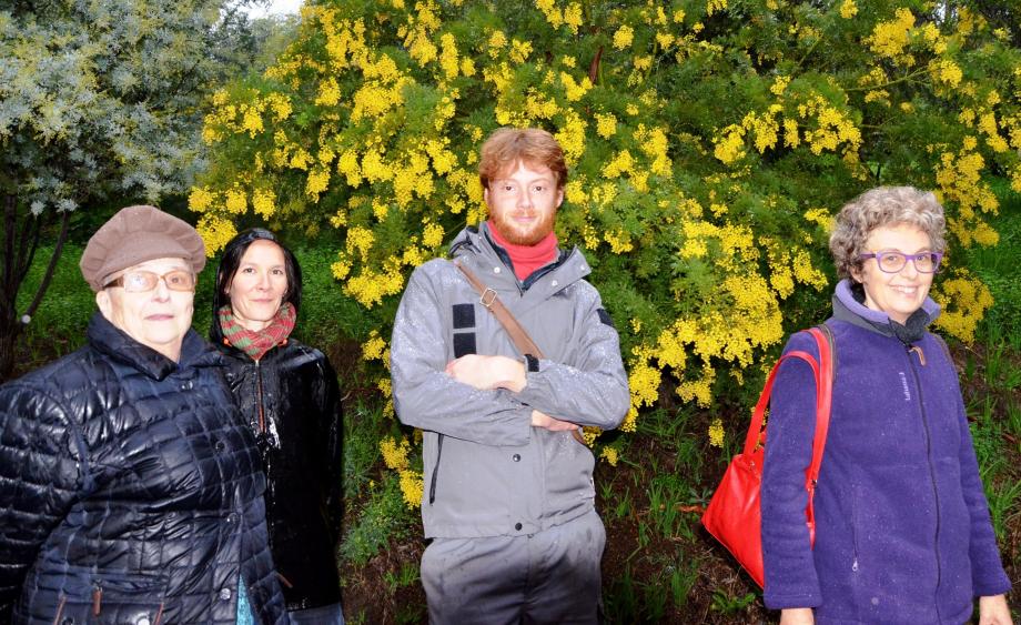 Le mimosa et ses pompons jaunes sont à découvrir au travers de balades aussi parfumées qu’enrichissantes.