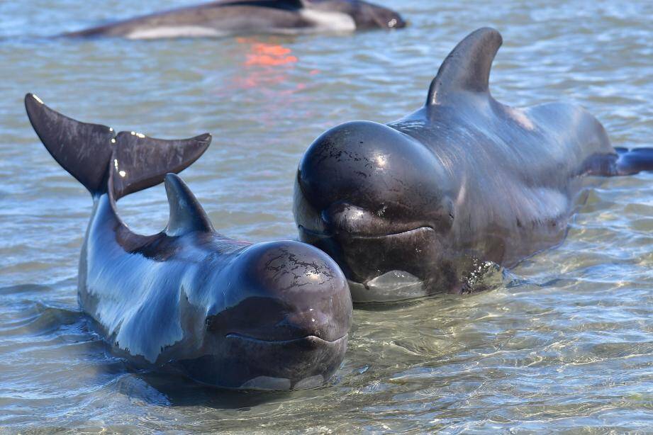 De nouvelles baleines se sont échouées en Nouvelle-Zélande