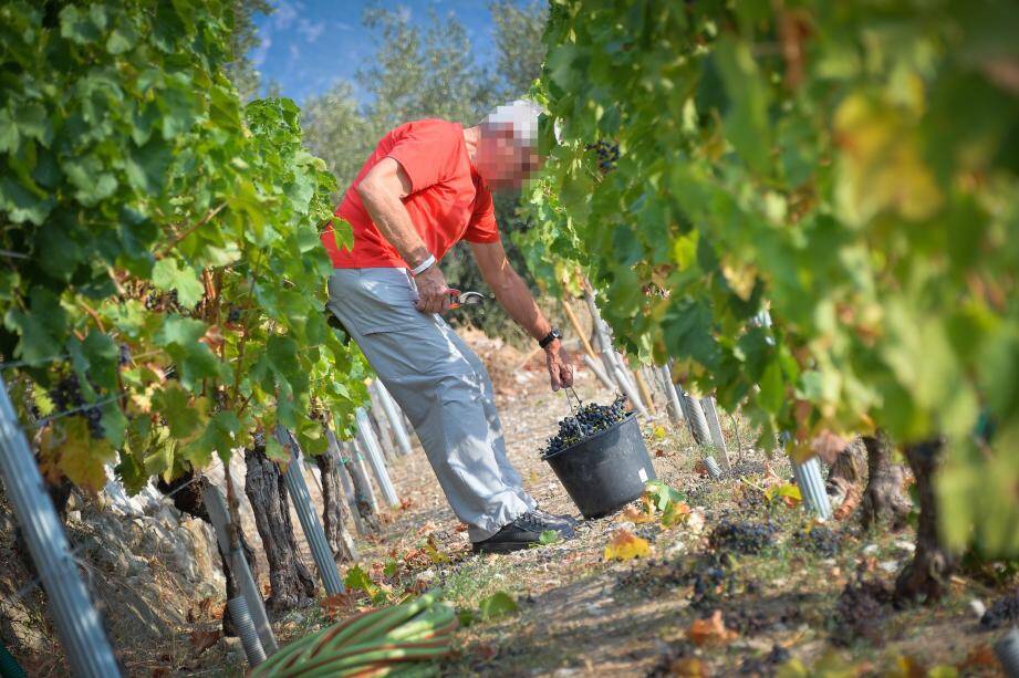 La pratique de la viticulture a pu être associée au développement de certaines tumeurs cérébrales, selon Pierre Lebailly, responsable du programme Agriculture et cancer.