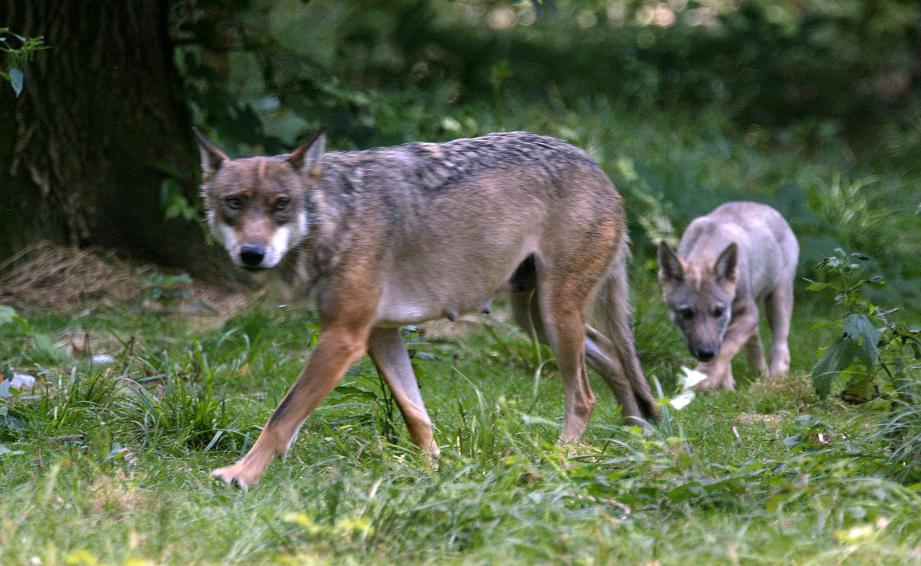 Un louve accompagné de son louveteau dans un parc animalier.